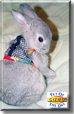 Gizmo, the Pet of the Day