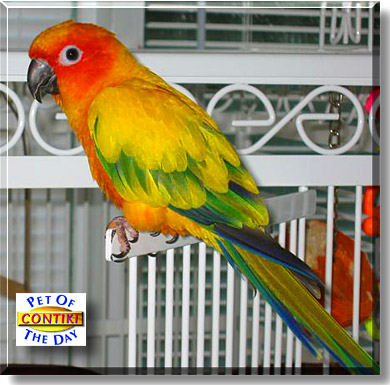 Contiki, the Pet of the Day
