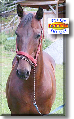 Dutchess, the Pet of the Day