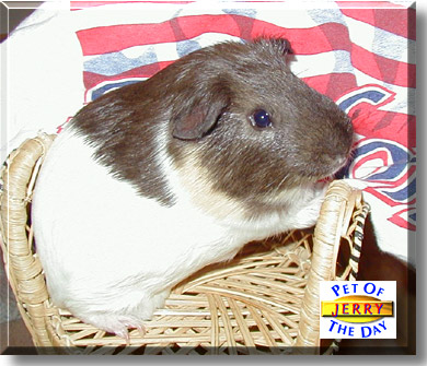Jerry, the Pet of the Day