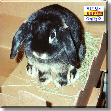 Buffy, the Pet of the Day
