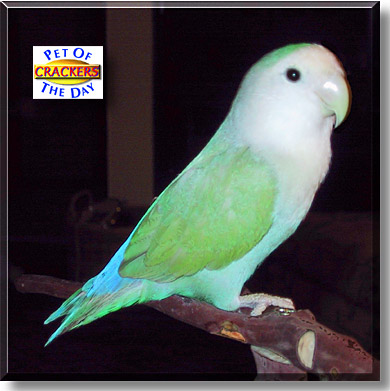 Crackers, the Pet of the Day