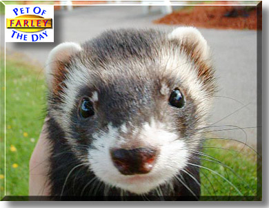 Farley, the Pet of the Day