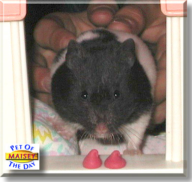 Maisey, the Pet of the Day