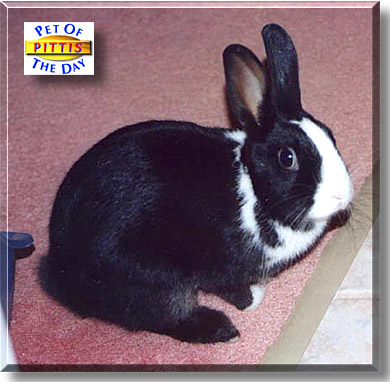 Pittis, the Pet of the Day