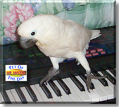 Mr. Magoo, the Pet of the Day