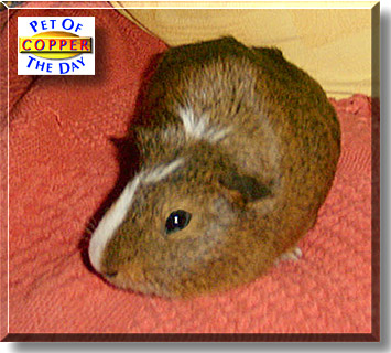 Copper, the Pet of the Day