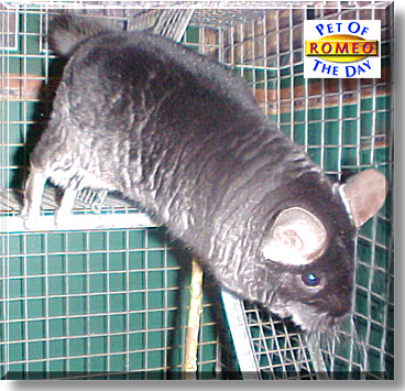 Romeo, the Pet of the Day