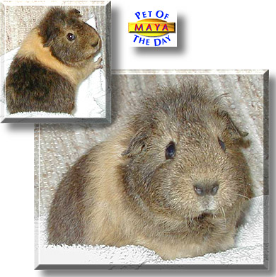 Maya, the Pet of the Day