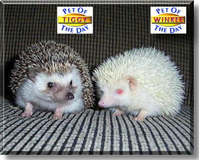 Tiggy, Winkle, the Pet of the Day
