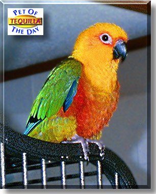 Tequilla, the Pet of the Day