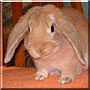 Starsky the Dwarf Lop Rabbit