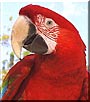 Sammy the Greenwing Macaw