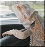 Godzilla the Bearded Dragon