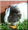 Annie the Guinea Pig
