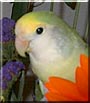 Luna the Blue Pied Lovebird