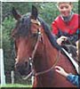 Sheza the Quarter Horse