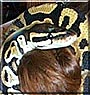 Altais the Ball Python