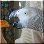Tootie Bird the African Grey Parrot