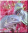 Liz, Squirt the Green Iguanas