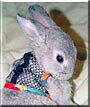 Gizmo the Netherland Dwarf Rabbit