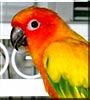 Contiki the Sun Conure