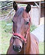 Dutchess the Morgan Horse