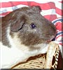 Jerry the Calico guinea pig