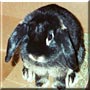 Buffy the Holland Lop Rabbit