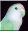 Crackers the Lovebird