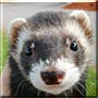 Farley the Ferret
