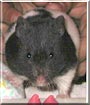 Maisey the Hamster