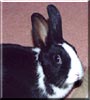 Pittis the Dutch rabbit