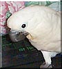 Mr. Magoo the Umbrella Cockatoo