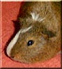 Copper the Smooth Haired Guinea pig
