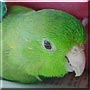 Charlie the Green rumped parrotlet