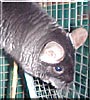 Romeo the Black Velvet Chinchilla