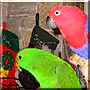 Jazzy, Satchmo the Parrots