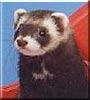 Niko the Ferret