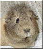 Maya the Teddy Guinea Pig