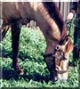 Honey Bee the Horse