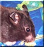 Ebony the Black Bear hamster
