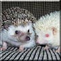 Tiggy, Winkle the African Pygmy Hedgehog