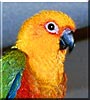 Tequilla the Jenday Conure