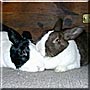 Miles, Ella the Dutch Rabbits