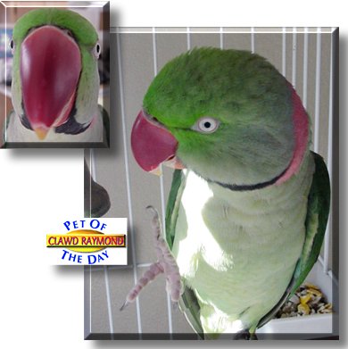 Clawd Raymond Farnsworth, the Pet of the Day