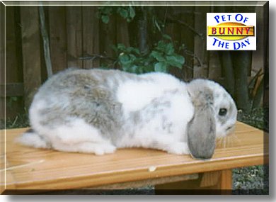 Bunny, the Pet of the Day