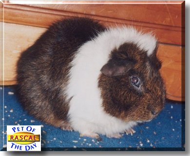 Rascal, the Pet of the Day