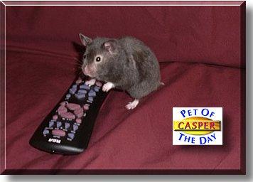 Casper Noogie, the Pet of the Day