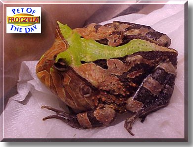 Frogzilla, the Pet of the Day